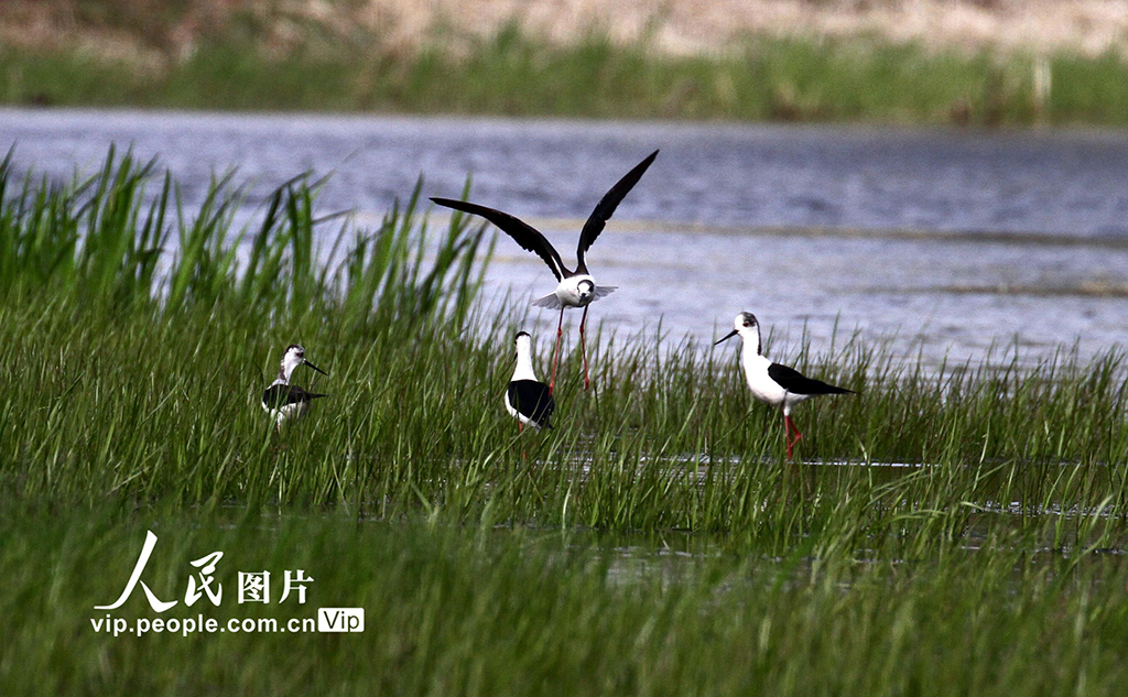 辽宁沈阳：水鸟欢舞生态美