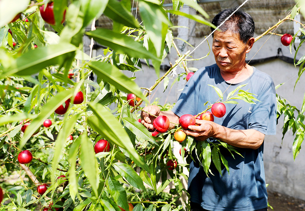 4月27日，在山东莱西市院上镇王家庄的的种植大棚里，农民在查看油桃的生长情况。